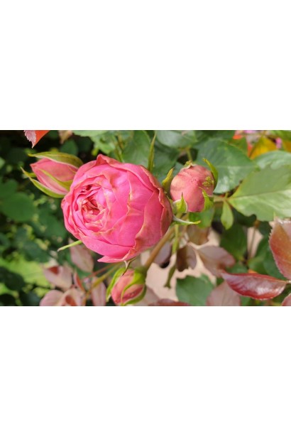 Густомахрові пастельно-рожеві троянди Хеппі Піано